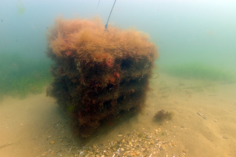 3DPARE (3D Printing Artificial Reefs in the Atlantic)