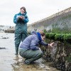 BU researchers examining artificial rockpools in Poole Harbour