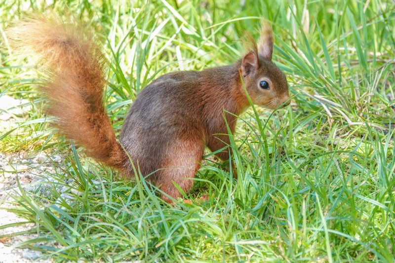 A red squirrel on a grassy patch