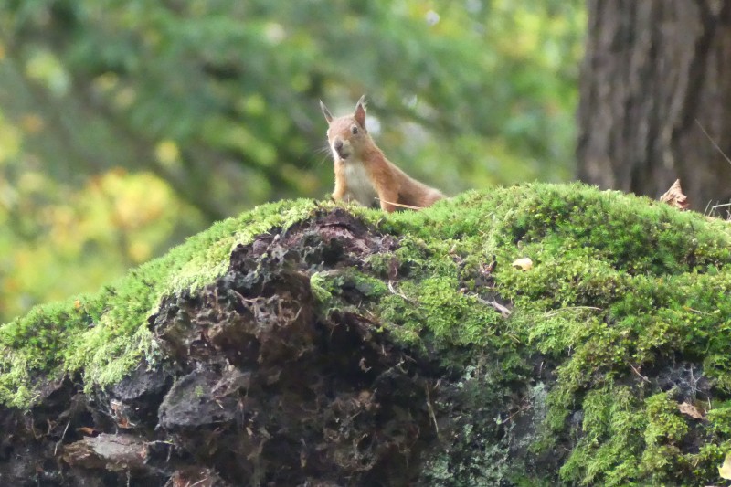 Red squirrel looking towards the camera, peaking over the top of a log